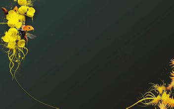 �������α�̬��